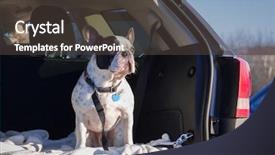  Presentation with car - Theme enhanced with bulldog traveling in the car background and a dark gray colored foreground