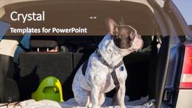  Presentation with automated car wash - Amazing PPT layouts having bulldog traveling in the car backdrop and a violet colored foreground