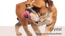  Presentation with english history - Cool new PPT theme with bulldog walking on white background backdrop and a coral colored foreground