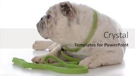  Presentation with leash - Amazing presentation theme having bulldog wearing a green slip leash on white background backdrop and a light gray colored foreground
