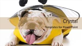  Presentation with bee - Beautiful PPT theme featuring bulldog wearing bee costume backdrop and a yellow colored foreground