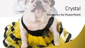  Presentation with bee propolis maroon - Colorful slide deck enhanced with bulldog wearing bumble bee costume backdrop and a light gray colored foreground