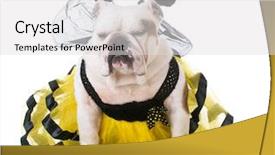  Presentation with spelling bee invitation - Slides with bulldog wearing bumble bee costume background and a light gray colored foreground