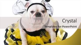  Presentation with bee - Slides enhanced with bulldog wearing bumble bee costume background and a light gray colored foreground