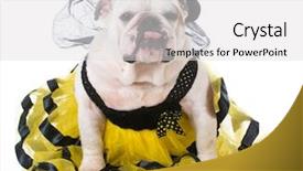  Presentation with bee - Colorful presentation theme enhanced with bulldog wearing bumble bee costume backdrop and a light gray colored foreground