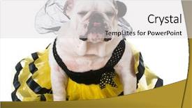  Presentation with bee - Beautiful presentation theme featuring bulldog wearing bumble bee costume backdrop and a light gray colored foreground