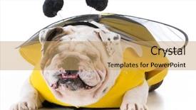  Presentation with spelling bee invitation - PPT theme enhanced with bulldog wearing bumble bee costume background and a coral colored foreground