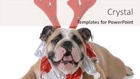  Presentation with antlers - Audience pleasing slide deck consisting of bulldog wearing christmas antlers backdrop and a lemonade colored foreground