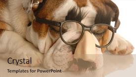  Presentation with olde english - Beautiful theme featuring bulldog wearing funny groucho marx backdrop and a coral colored foreground