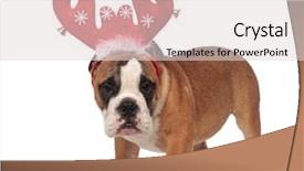  Presentation with antlers - Theme consisting of bulldog wearing red reindeer antler background and a lemonade colored foreground