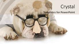  Presentation with english tenses - Slides having bulldog wearing silly grouch marx background and a coral colored foreground