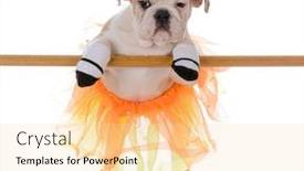  Presentation with ballet - Colorful presentation enhanced with bulldog wearing tutu doing ballet on white background backdrop and a blonde colored foreground