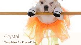  Presentation with ballet - Amazing PPT theme having bulldog wearing tutu doing ballet on white background backdrop and a cream colored foreground