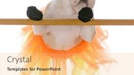  Presentation with ballet - Cool new presentation with bulldog wearing tutu doing ballet on white background backdrop and a coral colored foreground