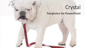  Presentation with leash - Cool new slide set with bulldog with funny expression wearing a red leash on white background backdrop and a lemonade colored foreground