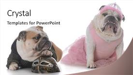  Presentation with knight - Audience pleasing slides consisting of bulldogs dressed as a knight backdrop and a white colored foreground