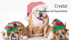  Presentation with white christmas - Slide deck having bulldogs dressed up for christmas background and a sky blue colored foreground