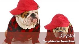  Presentation with coats - Beautiful presentation theme featuring bulldogs dressed up in matching backdrop and a tawny brown colored foreground