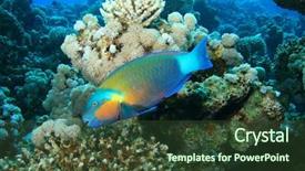  Presentation with underwater - PPT layouts consisting of bullethead parrotfish chlorurus sordidus background and a  colored foreground