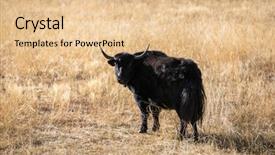  Presentation with tibet - Beautiful slide deck featuring bullfight - yak in farm of tibet backdrop and a lemonade colored foreground