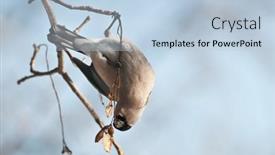  Presentation with time - Audience pleasing slide deck consisting of bullfinch-on-twig-in-winter backdrop and a light blue colored foreground