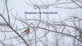  Presentation with time - Slide set featuring bullfinch-on-twig-in-winter background and a sky blue colored foreground