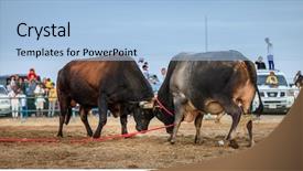  Presentation with competition - Amazing slide deck having bulls are fighting backdrop and a light blue colored foreground