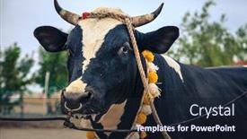  Presentation with uae - Colorful PPT theme enhanced with bulls are tied as they await their turn to fight in traditional bull fighting in fujairah uae backdrop and a wine colored foreground