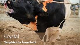  Presentation with uae - Audience pleasing PPT layouts consisting of bulls-are-tied backdrop and a coral colored foreground