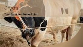  Presentation with uae - Theme featuring bulls-are-tied background and a coral colored foreground