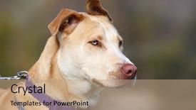  Presentation with pit bull - Slide deck with bulls eye - beautiful pit bull mix dog background and a coral colored foreground