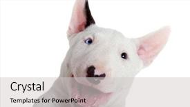  Presentation with puppy - Amazing theme having bulls eye - bullterrier puppy - studio portrait backdrop and a light gray colored foreground