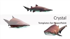 Presentation with sharks - Slide set enhanced with bulls eye - dangerous bull sharks isolated background and a white colored foreground
