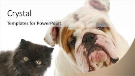  Presentation with dog cat - Slide set having bulls eye - dog and cat - persian background and a white colored foreground