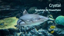  Presentation with ocean shark - Slide deck consisting of bulls eye - grey shark swimming background and a navy blue colored foreground