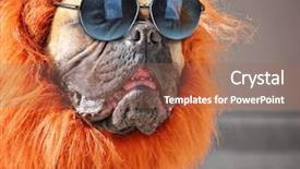  Presentation with fight two boxer boxing - Amazing theme having bulls eye - large bull mastiff boxer backdrop and a coral colored foreground