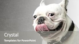  Presentation with tongue - Presentation design consisting of bulls eye - portrait of young bulldog showing background and a gray colored foreground