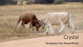  Presentation with strength - Presentation theme having bulls fighting background and a  colored foreground