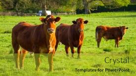  Presentation with ireland - Cool new slides with bulls-on-a-sunny-meadow backdrop and a gold colored foreground
