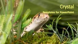  Presentation with tongue - PPT layouts having bullsnake-showing-the-last-piece background and a tawny brown colored foreground