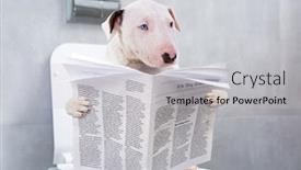  Presentation with toilet - PPT layouts enhanced with bullterrier-with-crazy-smile background and a light gray colored foreground