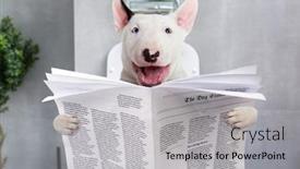 Presentation with crazy - Amazing slide deck having bullterrier-with-crazy-smile backdrop and a light gray colored foreground