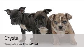  Presentation with bully - Presentation design featuring bully dogs sitting together being background and a light gray colored foreground