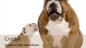  Presentation with bully - Cool new theme with bully parents - english bulldog puppy barking backdrop and a coral colored foreground