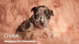  Presentation with bully - Presentation theme consisting of bully sitting on pink furry background and a coral colored foreground