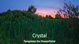  Presentation with field - Audience pleasing theme consisting of bulrush - cattail in a field backdrop and a forest green colored foreground