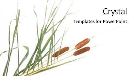  Presentation with white holstein friesian dairy cow - PPT theme with bulrush - reeds isolated on white background and a white colored foreground