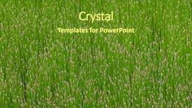  Presentation with summer time - Presentation enhanced with bulrush-green-blooming-straw-growing background and a tawny brown colored foreground