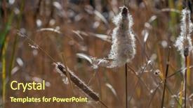  Presentation with beautiful nature - Slide deck having bulrush reedmace beautiful nature background background and a tawny brown colored foreground