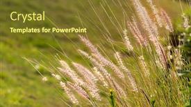  Presentation with bulrushes - Colorful presentation enhanced with bulrushes-against-sunlight-in-sunset backdrop and a tawny brown colored foreground